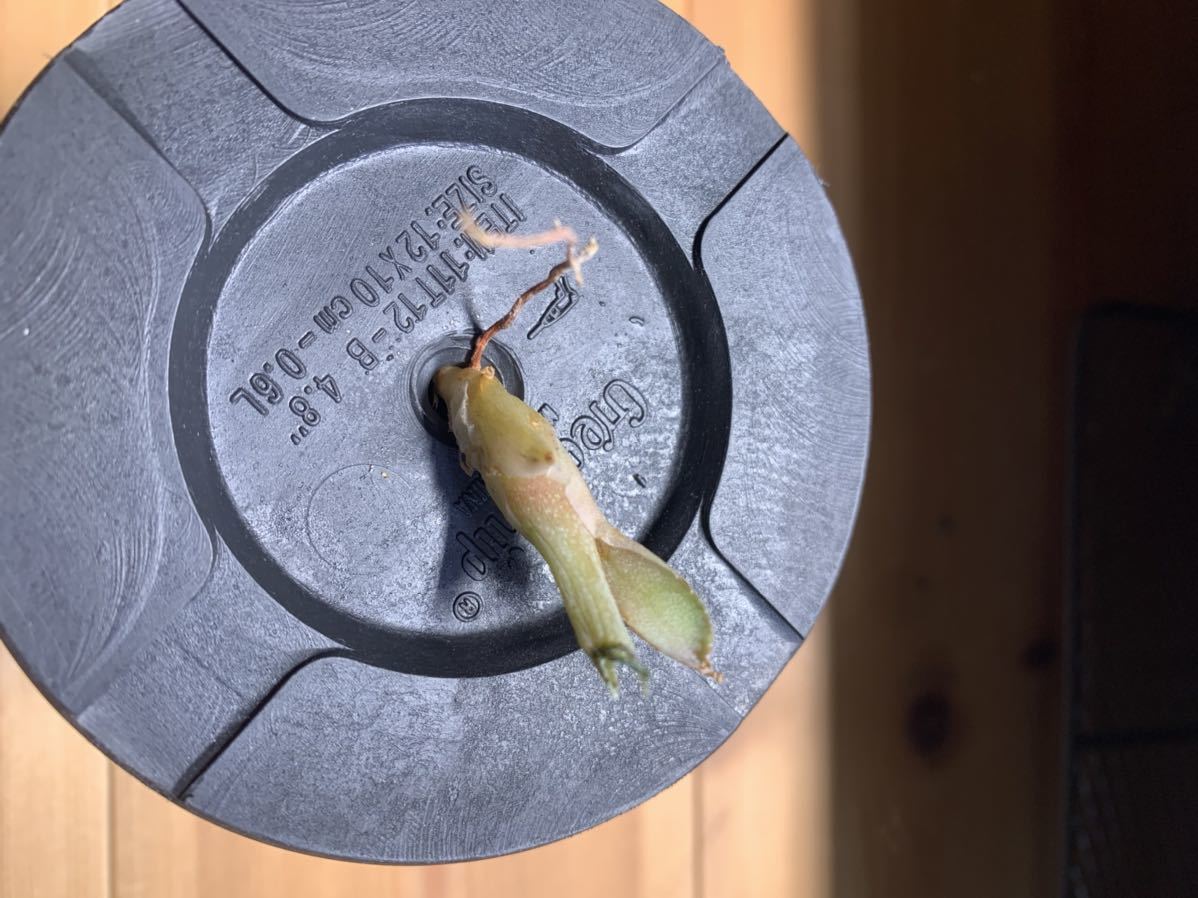 アガベ ユタエンシスネバデンシス陽炎×八荒雷神 カキコ 中(アガベ  