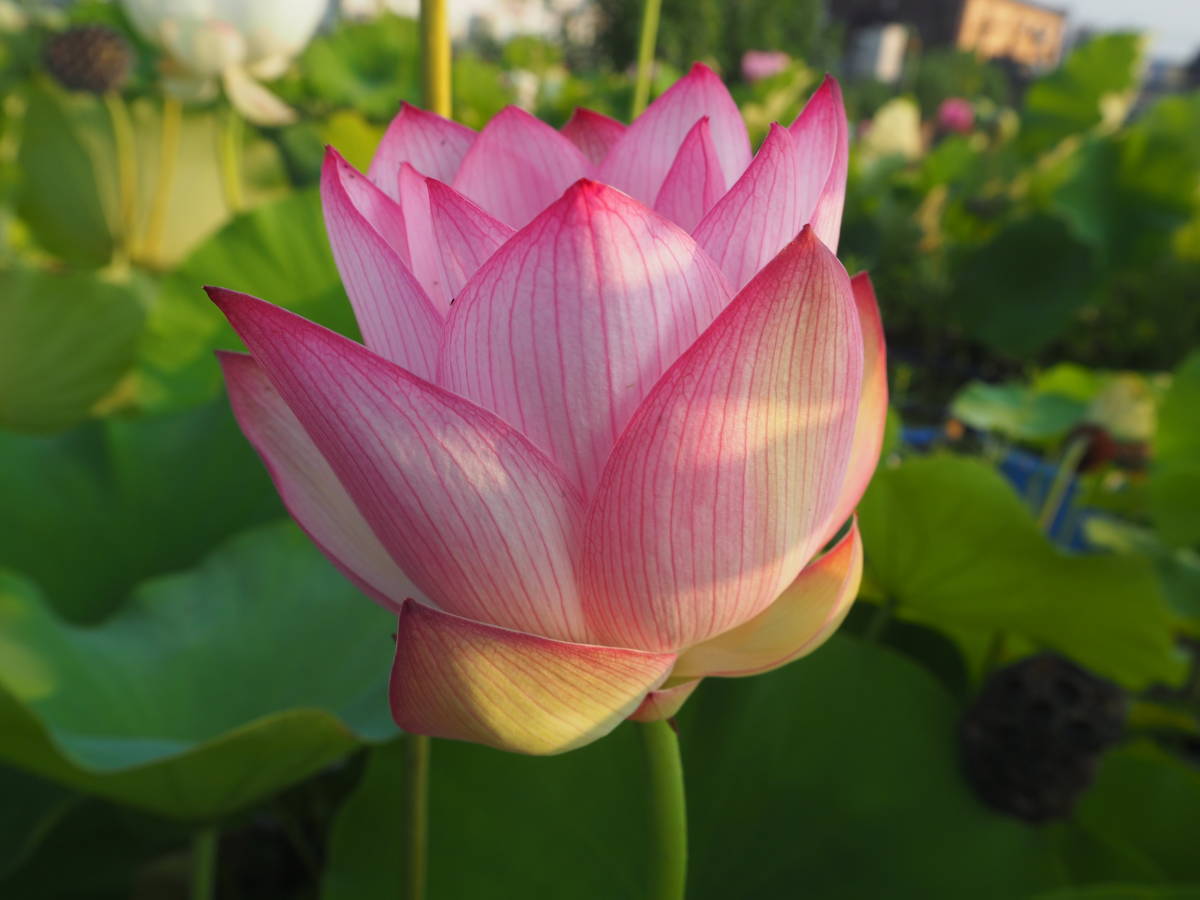 花蓮の苗 明光蓮 めいこうれん の苗 蓮根 レンコン 蓮 ハス ビオトープ メダカ 花はす その他 売買されたオークション情報 Yahooの商品情報をアーカイブ公開 オークファン Aucfan Com