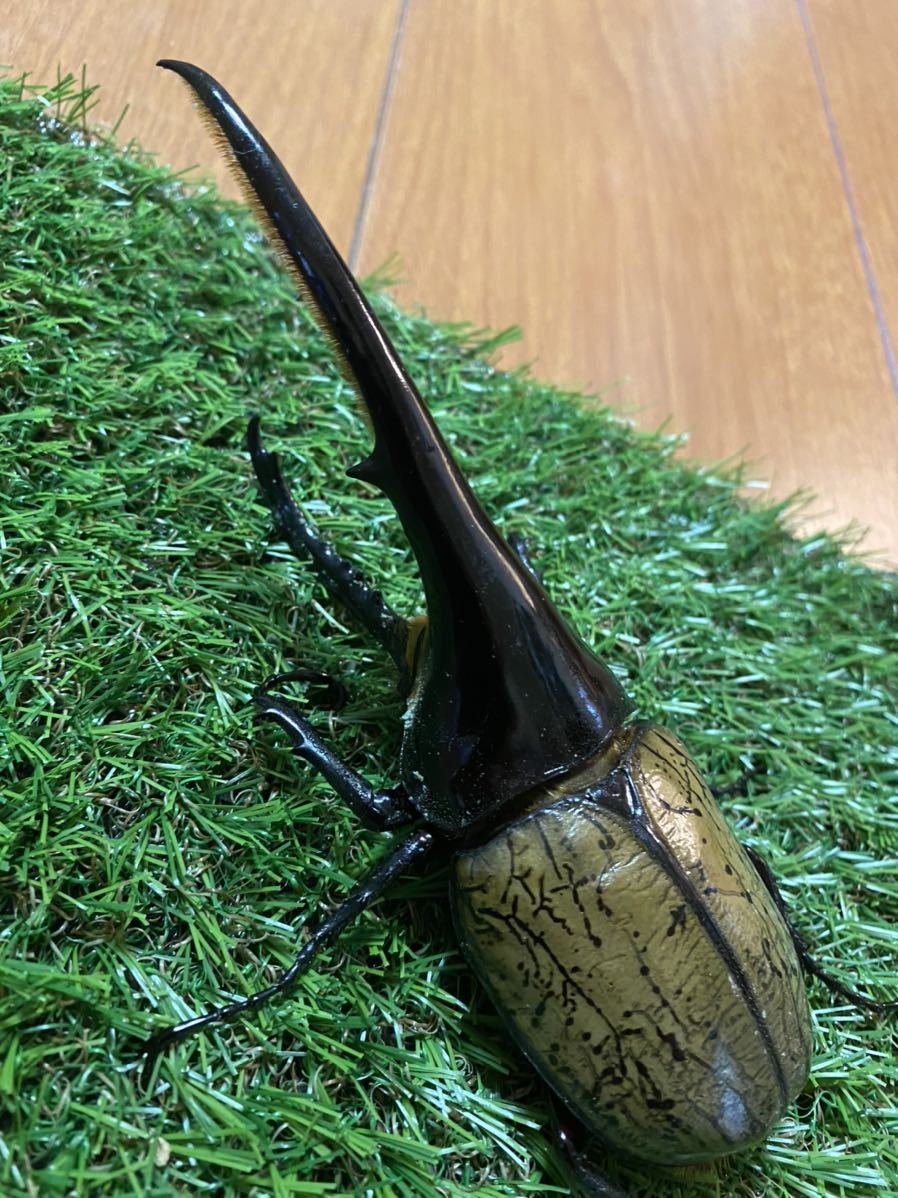 ヘラクレス - : 血統 メス単 ⁄ 成虫 DH ペア ⁄ 後食済 天照DHヘラクレス