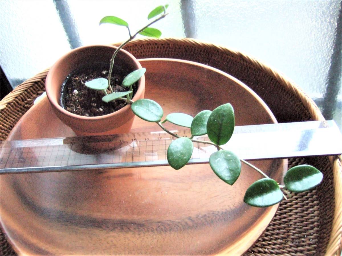 ホヤ マチルダ Hoya Mathilde セルペンス カルノーサ 大きな花が咲きます 観葉植物 売買されたオークション情報 Yahooの商品情報をアーカイブ公開 オークファン Aucfan Com