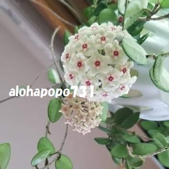 ホヤ マチルダ Hoya Mathilde セルペンス カルノーサ 大きな花が咲きます 観葉植物 売買されたオークション情報 Yahooの商品情報をアーカイブ公開 オークファン Aucfan Com