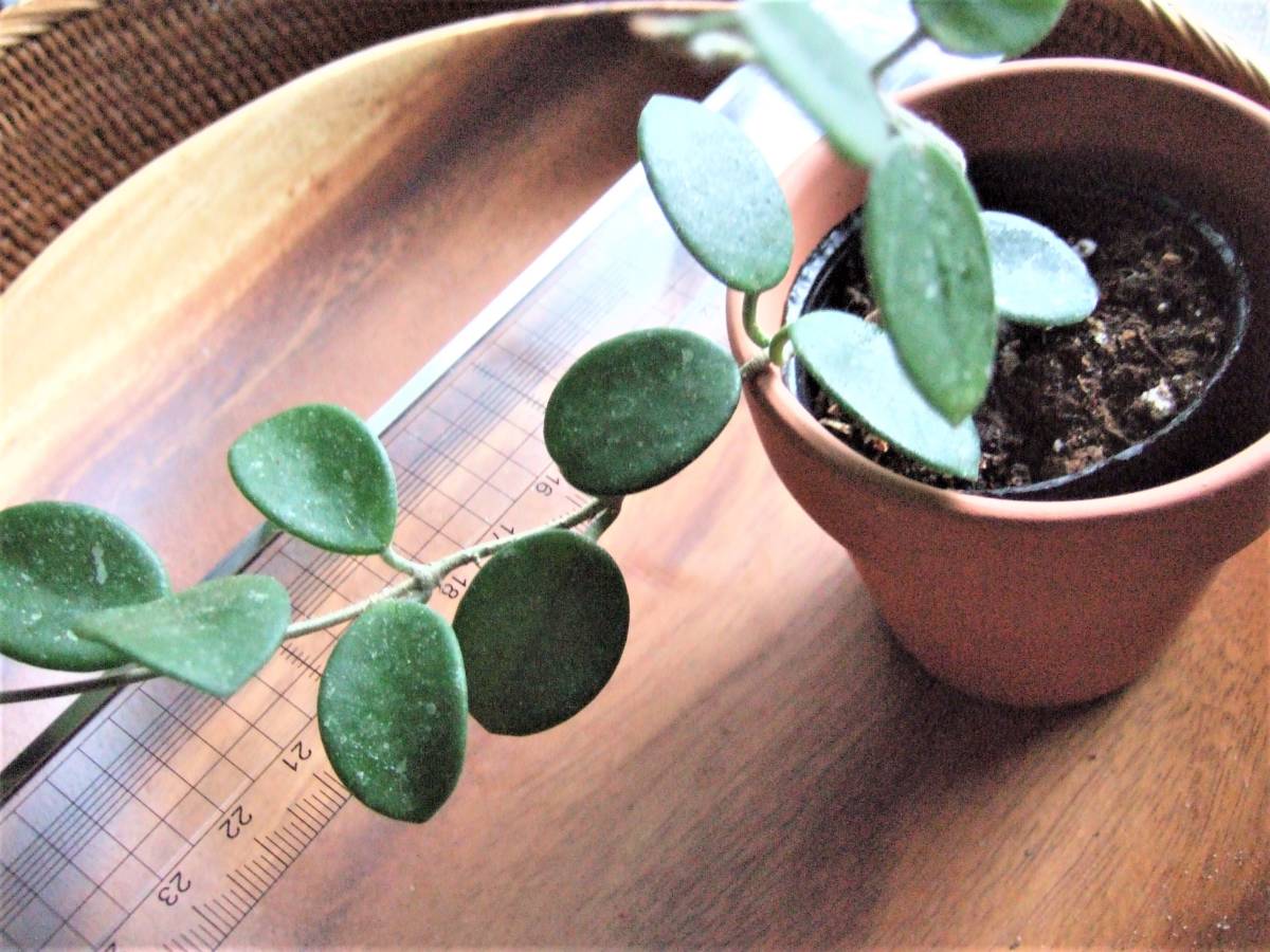 ホヤ マチルダ Hoya Mathilde セルペンス カルノーサ 大きな花が咲きます 観葉植物 売買されたオークション情報 Yahooの商品情報をアーカイブ公開 オークファン Aucfan Com