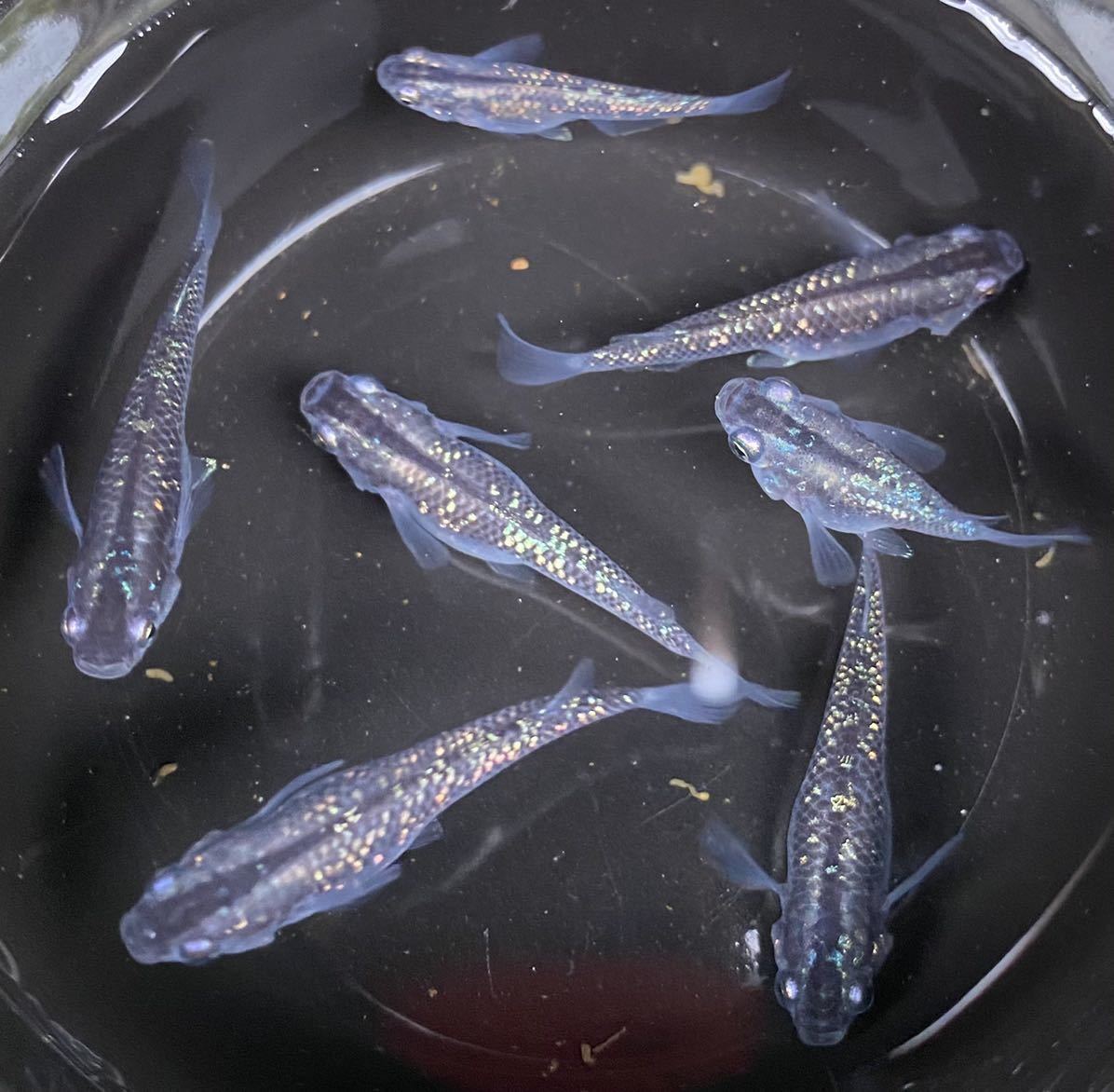 レインボーメダカ 厳選 黒ラメ幹之 虹ラメ 有精卵 個 A その他 売買されたオークション情報 Yahooの商品情報をアーカイブ公開 オークファン Aucfan Com