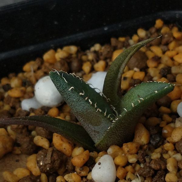 P7941】【台湾産新種！超希少チタノタ】 アガベ チタノタ 巨獣 Agave