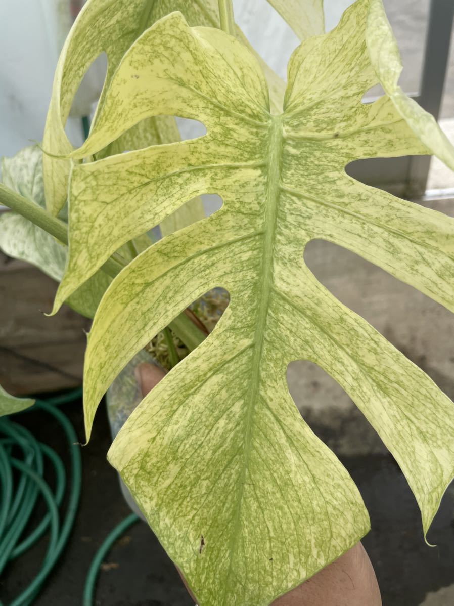 究極の斑入 モンステラ デリシオサ フルミント Monstera deliciosa