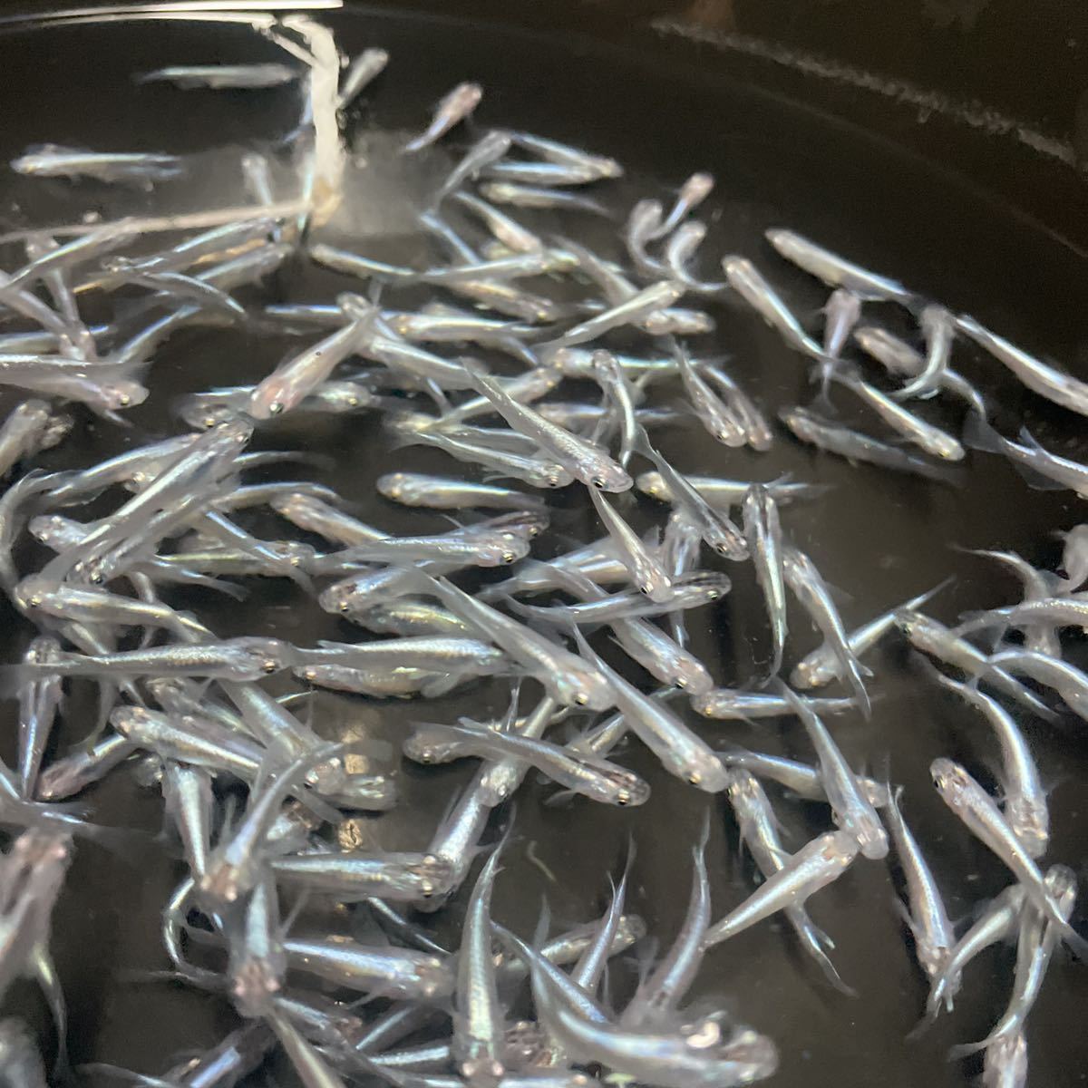 幹之メダカ みゆきめだか 100匹 追加可能 祭 イベントに 道の駅の商品に めだか 売買されたオークション情報 Yahooの商品情報をアーカイブ公開 オークファン Aucfan Com