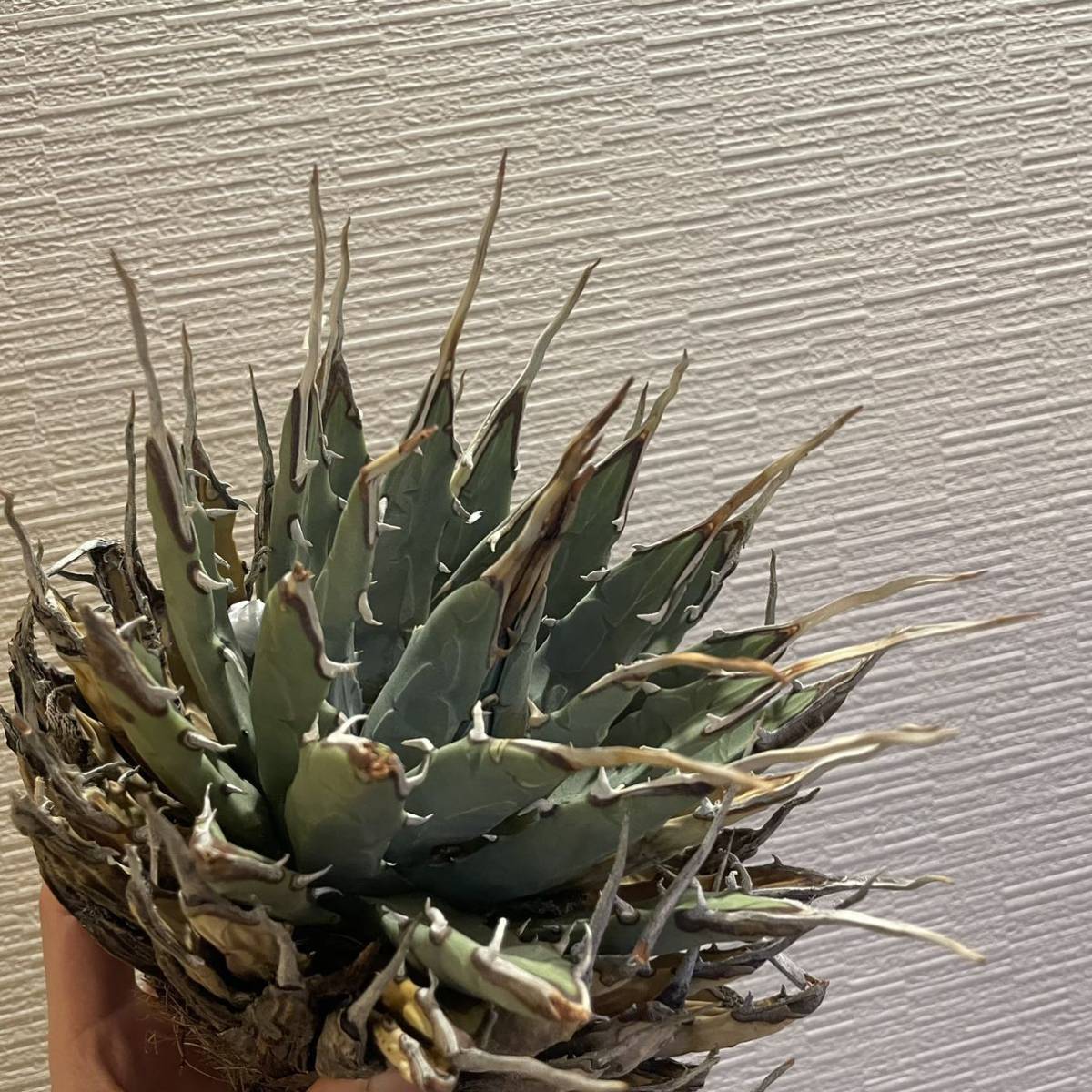 観葉植物 大株アガベ ユタエンシス エボリスピナ 陽炎 ベアルート