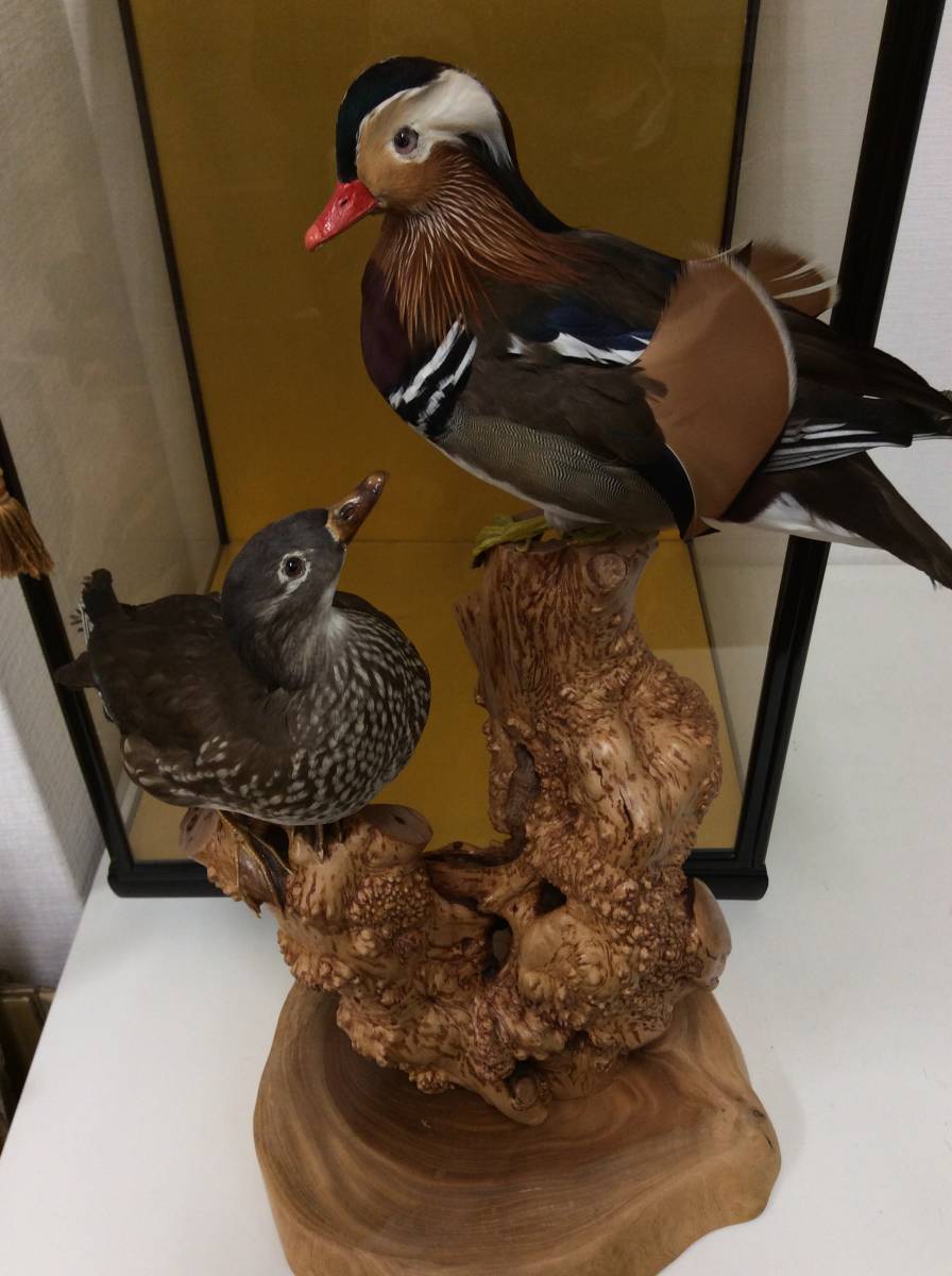 □9374 鳥 オシドリ ? 2匹 剥製 ハクセイ デッサン 置物 インテリア 