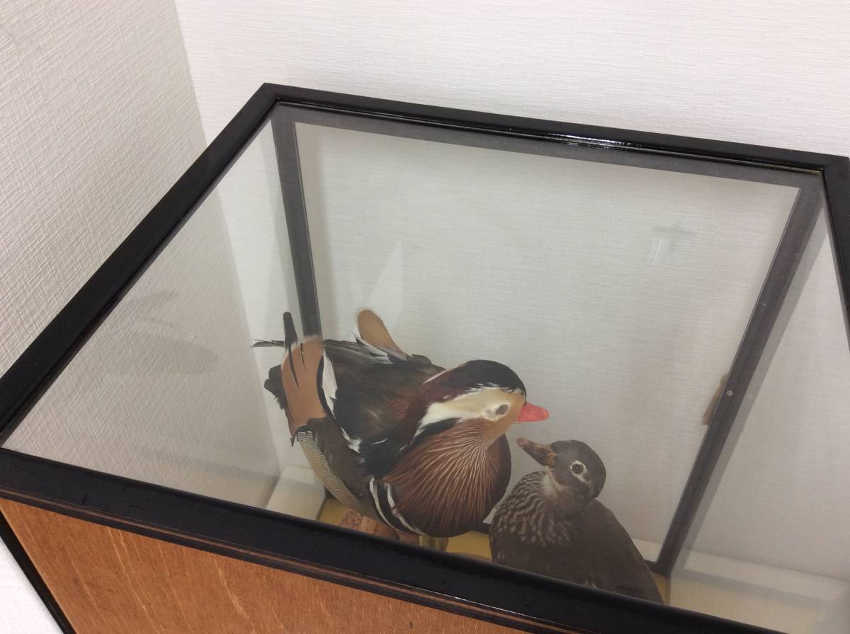 □9374 鳥 オシドリ ? 2匹 剥製 ハクセイ デッサン 置物 インテリア
