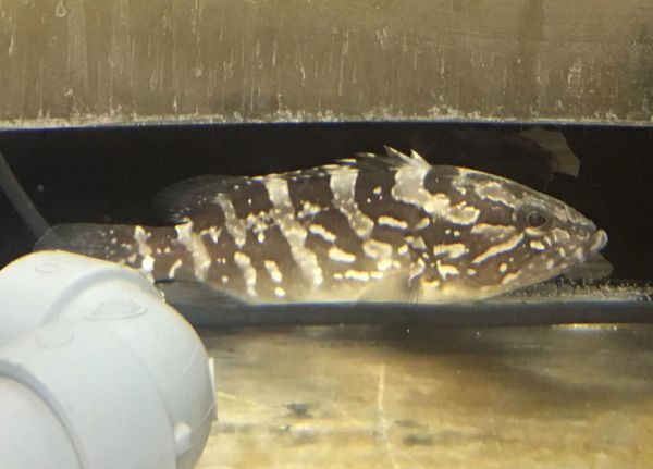 現物 クエ Sサイズ 近海魚 海水魚 生体 ハタ科 海水魚 売買されたオークション情報 Yahooの商品情報をアーカイブ公開 オークファン Aucfan Com