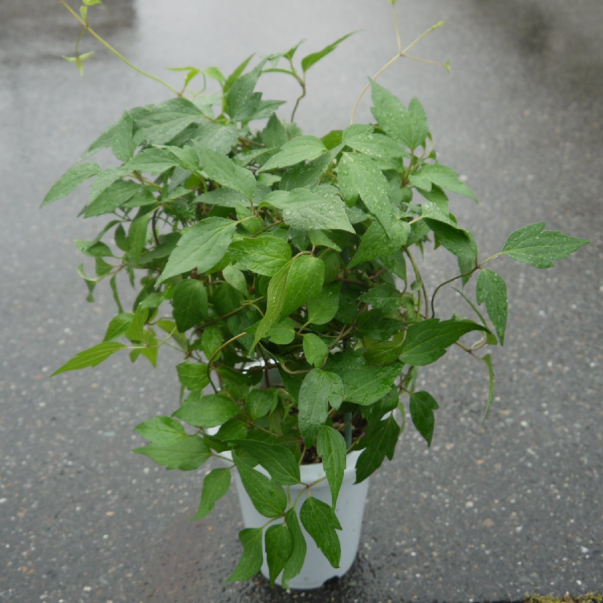 100円 クレマチス モンタナ エリザベス 旧枝咲き 弱剪定 6号 ほんのり淡いピンク その他 売買されたオークション情報 Yahooの商品情報をアーカイブ公開 オークファン Aucfan Com