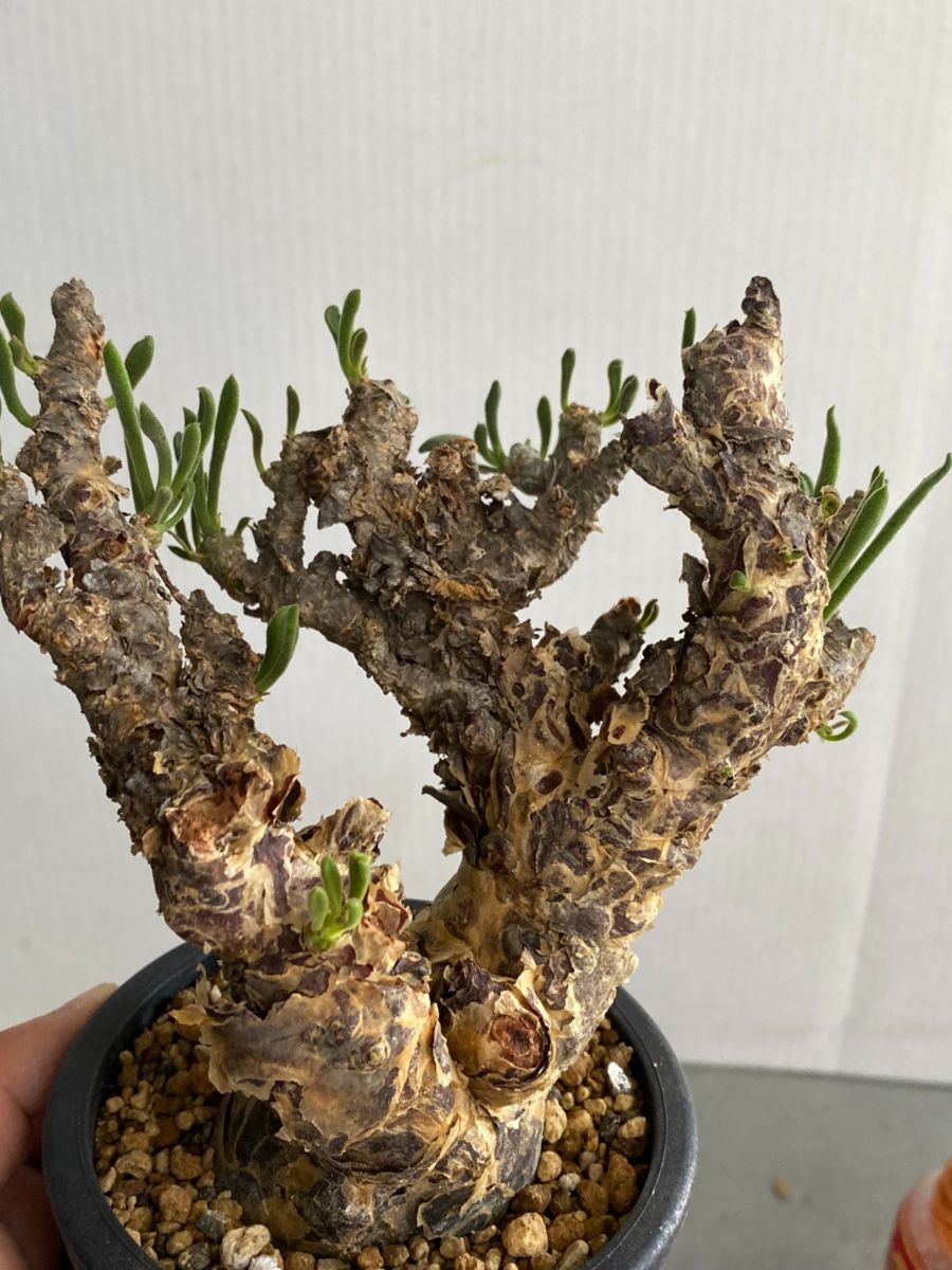 Tylecodon 「現地株」チレコドン マレイ 植え 45日目チレコドン