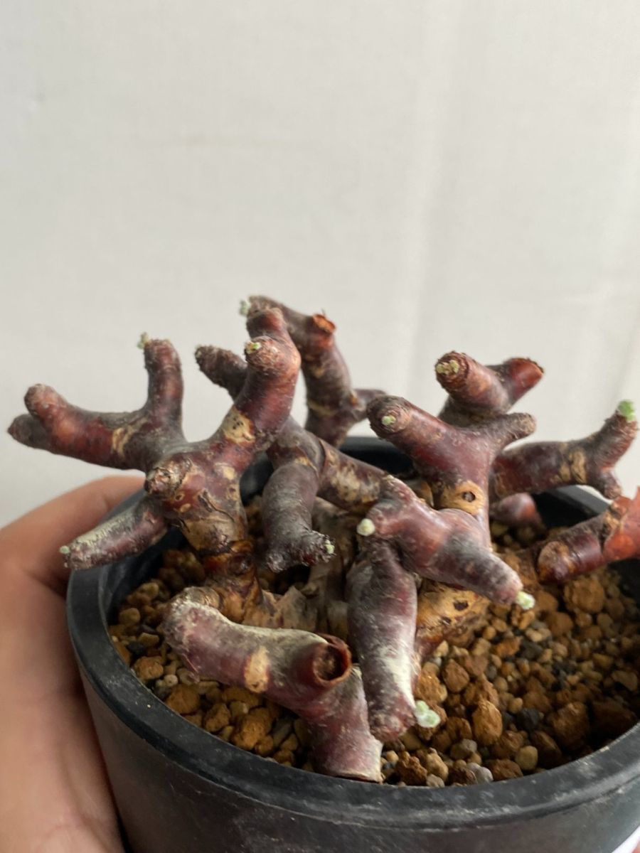 ホ3207 「現地」ペラルゴニウム　ミラビレ　植え【未発根・発芽開始・Pelargonium mirabile ・枯れ枝アリ】