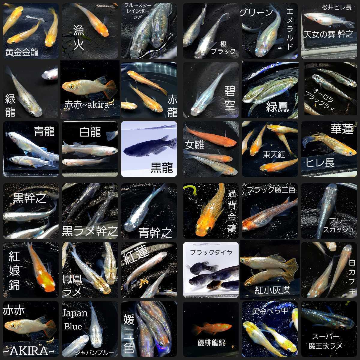 ミックスメダカの有精卵 100個 A めだか 売買されたオークション情報 Yahooの商品情報をアーカイブ公開 オークファン Aucfan Com
