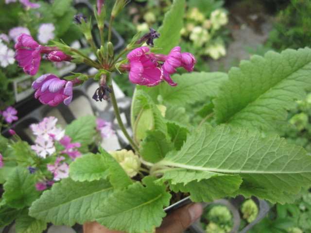ニホンサクラソウ草 梅ヶ枝 苗 9cmポット 耐寒性宿年草 山野草 桜草 苗 売買されたオークション情報 Yahooの商品情報をアーカイブ公開 オークファン Aucfan Com
