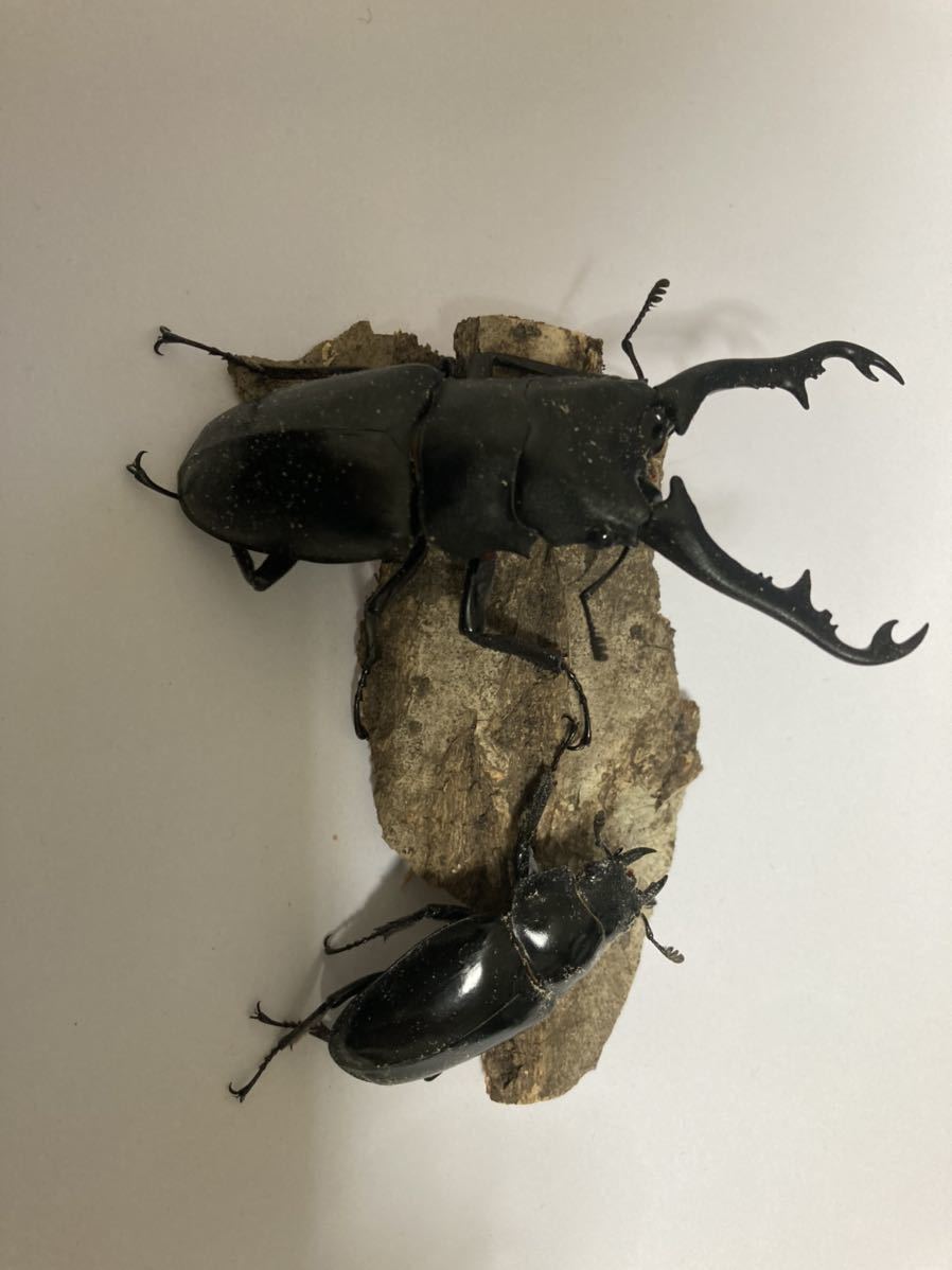 No.4 WF1 ギラファノコギリクワガタ　ペア_1