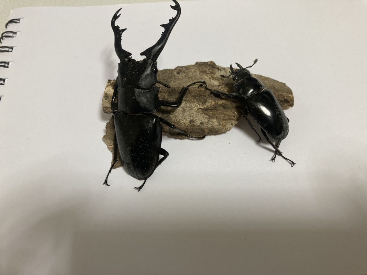 No.4 WF1 ギラファノコギリクワガタ　ペア_2