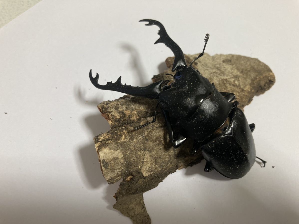 No.4 WF1 ギラファノコギリクワガタ　ペア_3