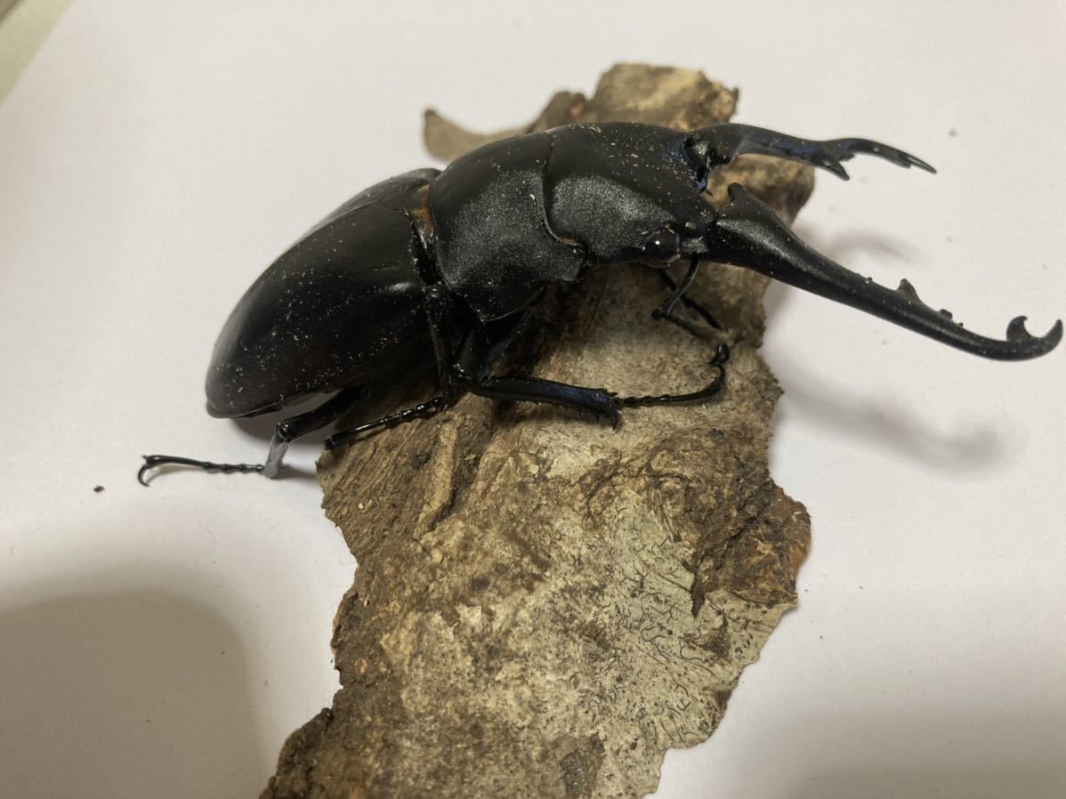No.4 WF1 ギラファノコギリクワガタ　ペア_4