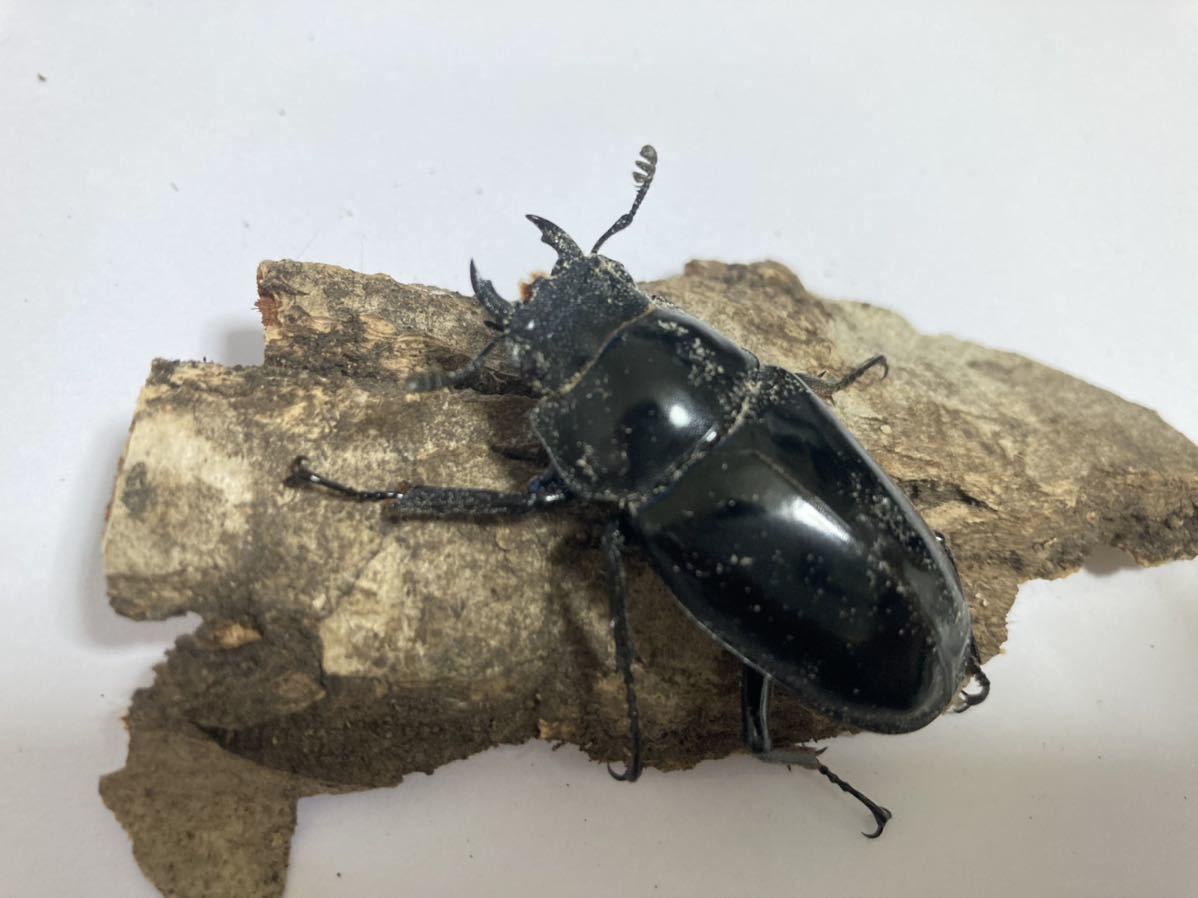 No.4 WF1 ギラファノコギリクワガタ　ペア_5