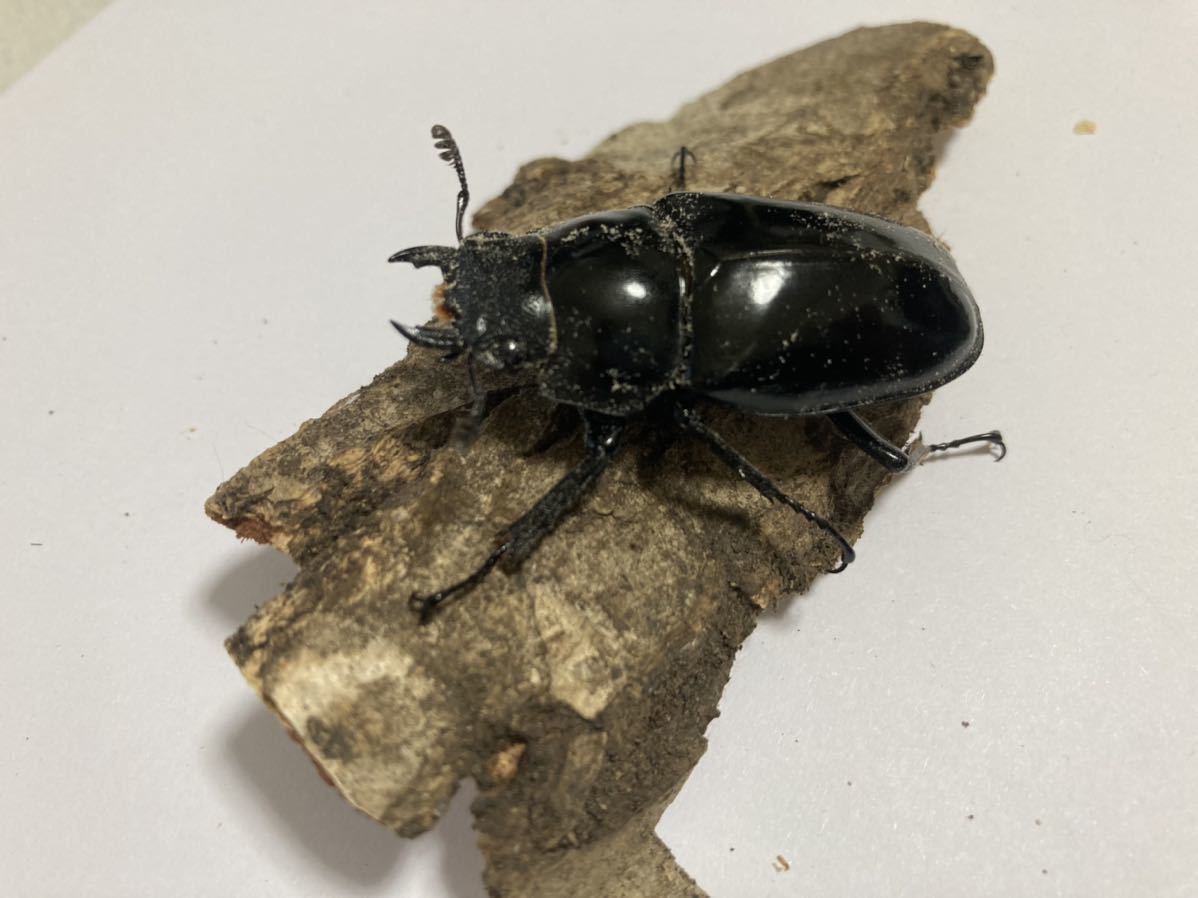 No.4 WF1 ギラファノコギリクワガタ　ペア_6