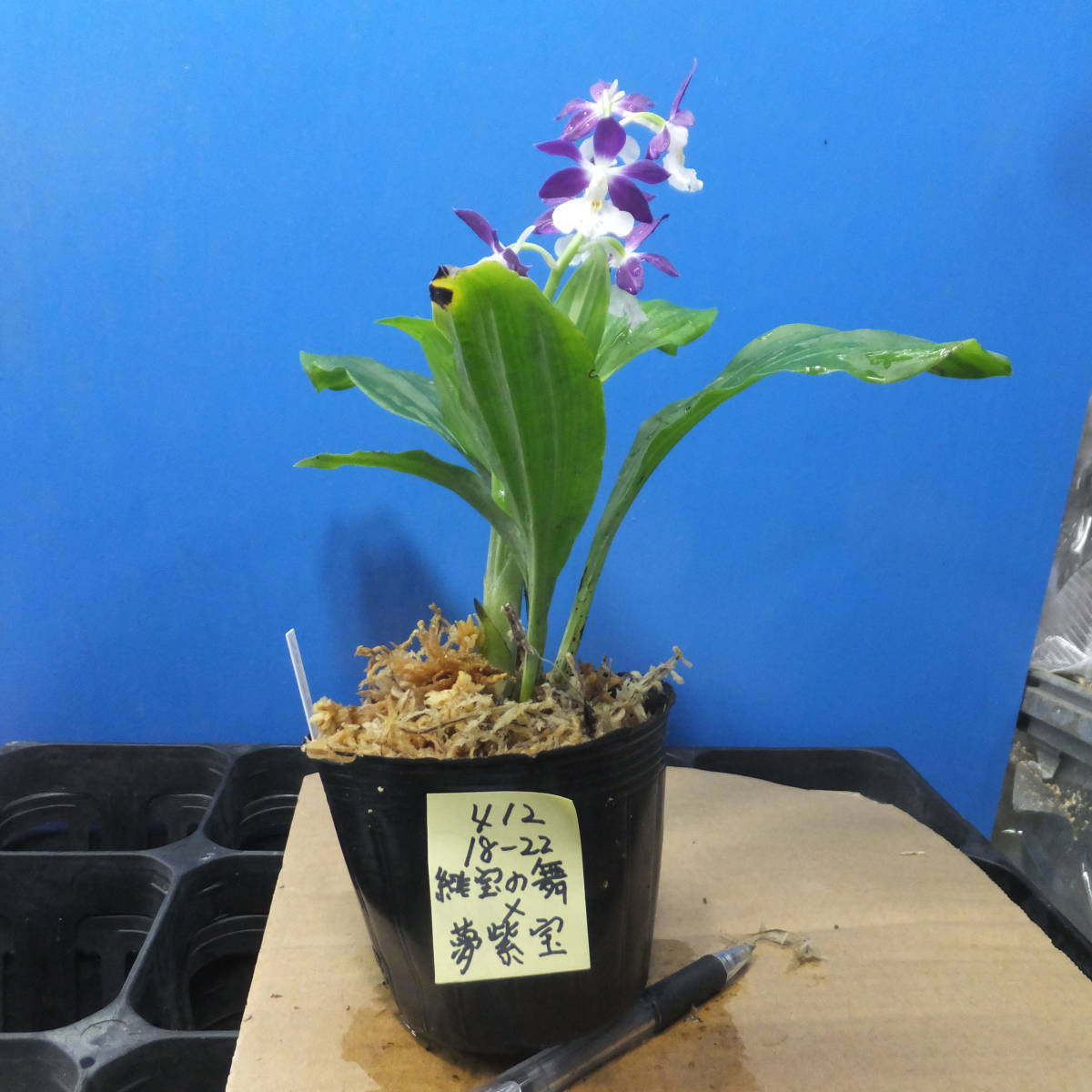 エビネの育て方｜植え替えの時期や方法、肥料は？ | HORTI by GreenSnap