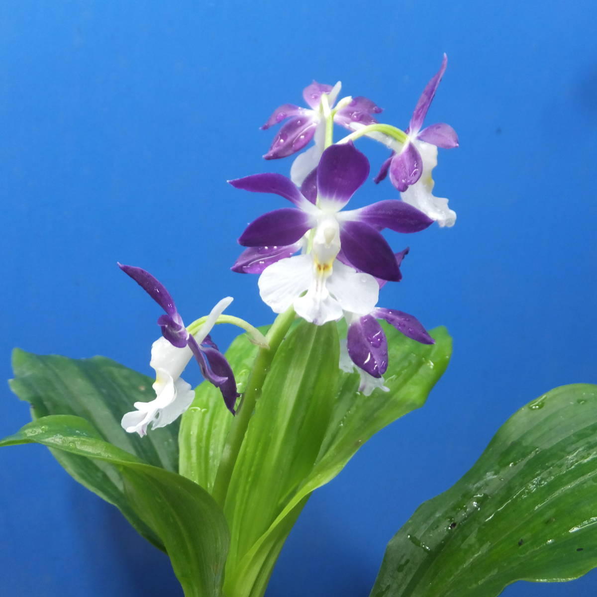 エビネの育て方｜植え替えの時期や方法、肥料は？ | HORTI by GreenSnap