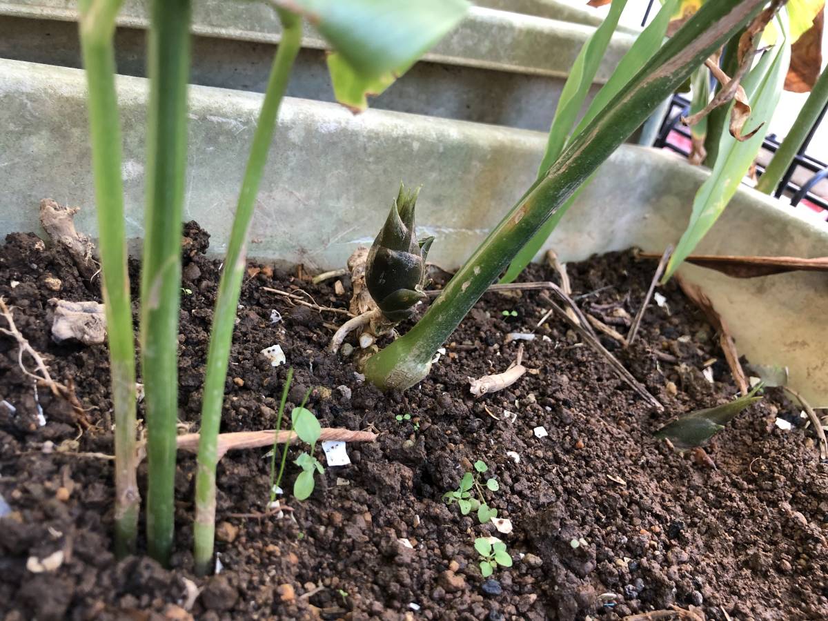 はサンプル 販売中止 無農薬栽培ミョウガ 茗荷 Zfpiy M までの はサンプル 販売中止 無農薬栽培ミョウガ 茗荷 Zfpiy M までの