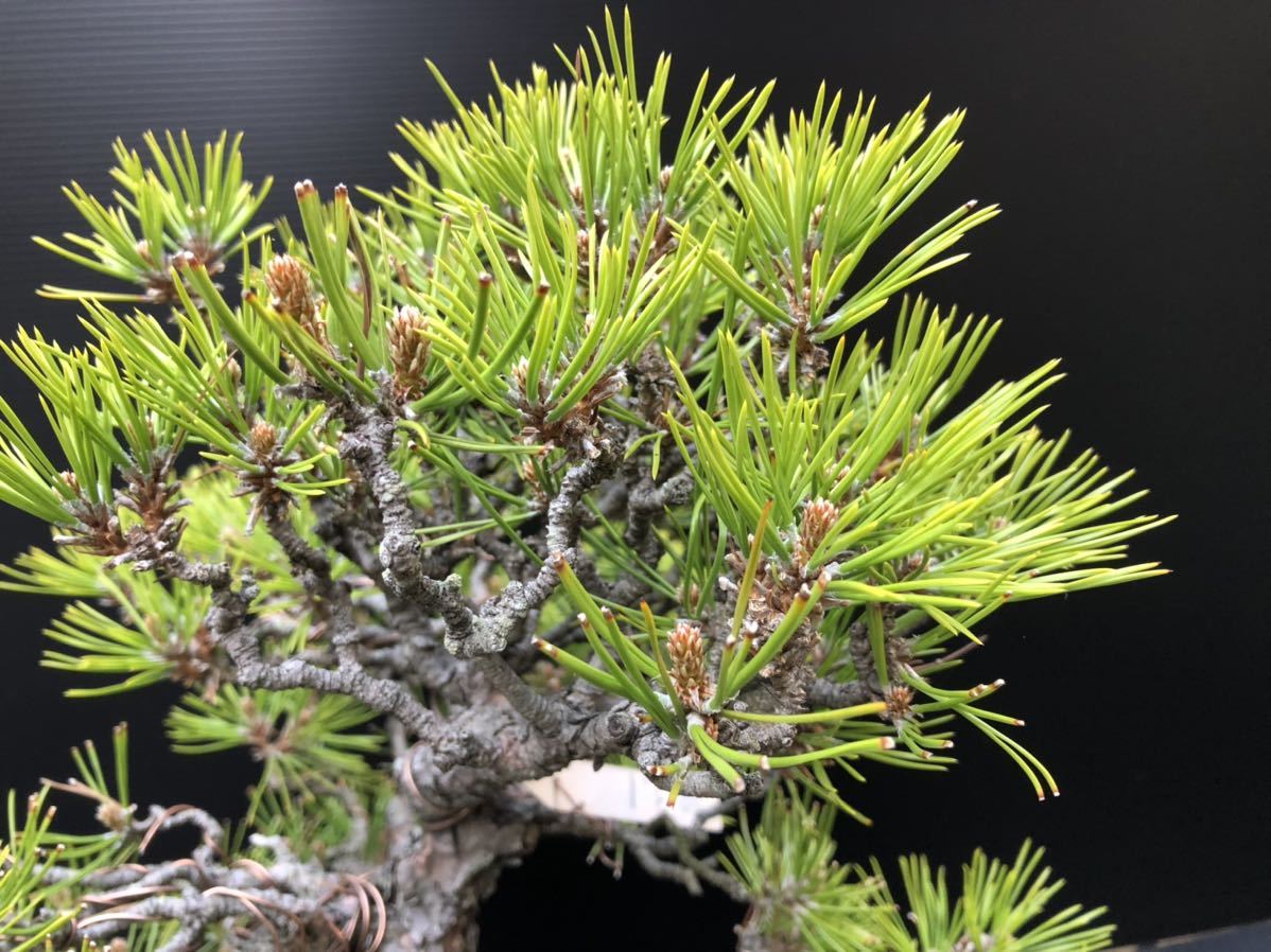 黒松 盆栽 盆栽妙 Pinus くろまつ 樹高 仕立て物 松 約60cm盆栽⁄苗木