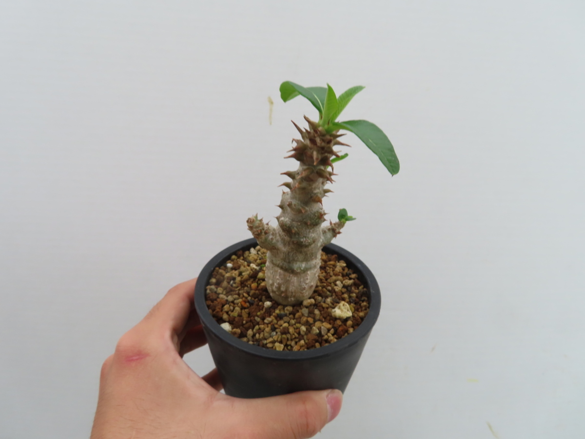 実生 Pachypodium パキポディウム・ウィンゾリー ウィンゾリー