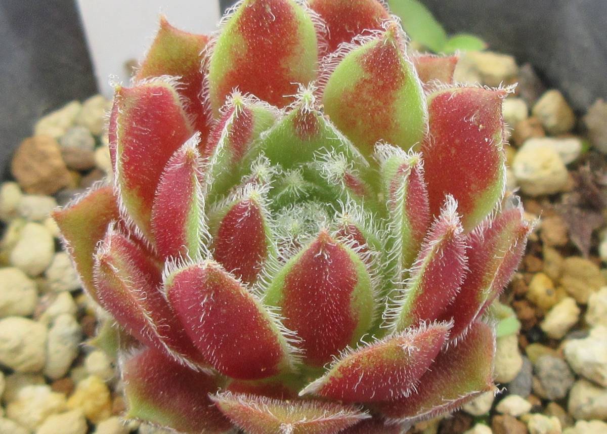 センペルクレージー・つばさ様 作出、命名種！ センペルビブム ” 綾 織  