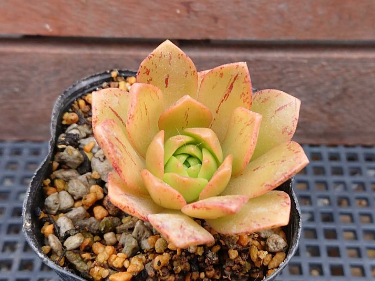 ③ アエオニウム ブロンズメダル（19#多肉植物アエオニウム錦 