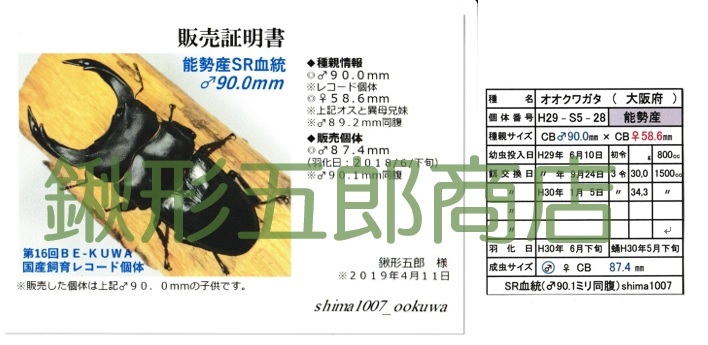 国産オオクワガタ 能勢産SR血統 ♂2頭 ②(国産)｜売買された  