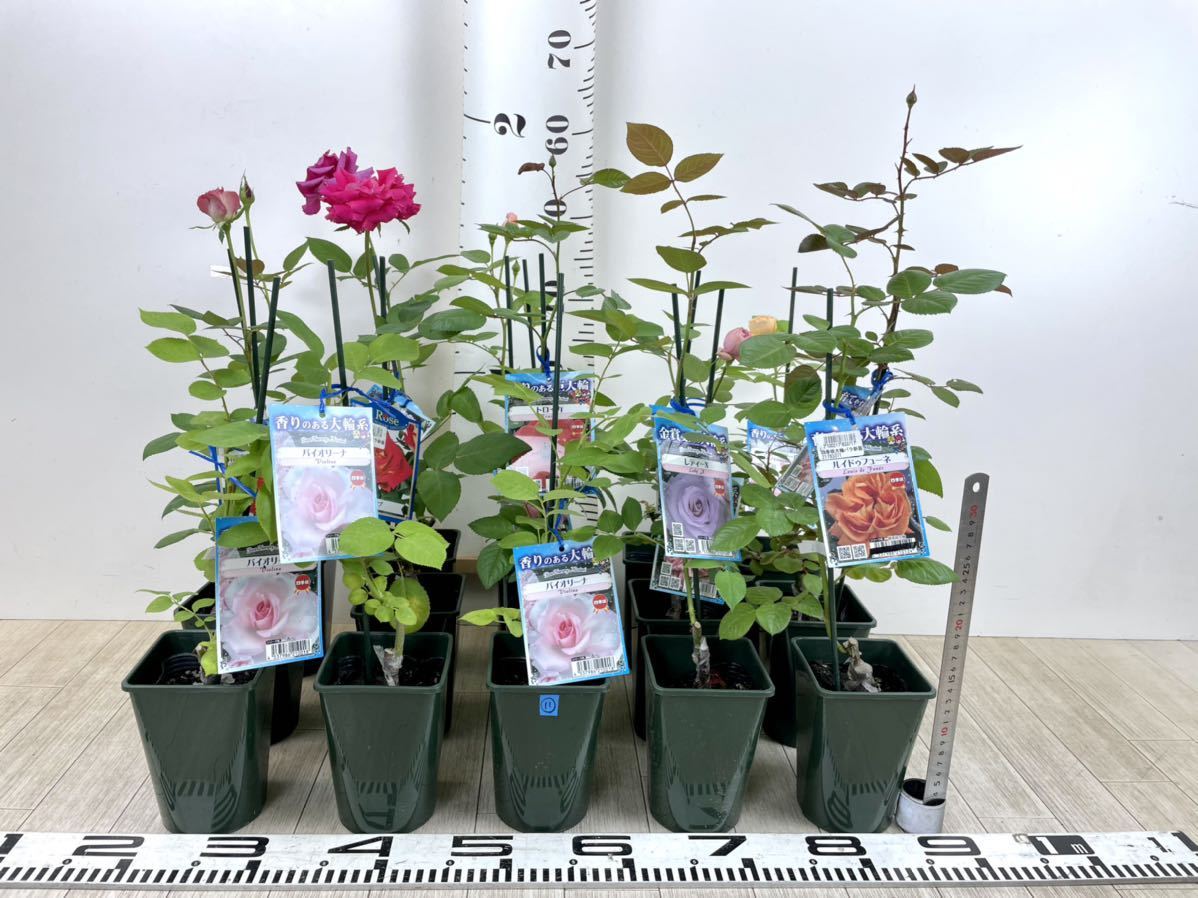 11.【バラ苗 大輪 MIX 15株セット 3.5号 接木】送料無料 3.5号 MIX