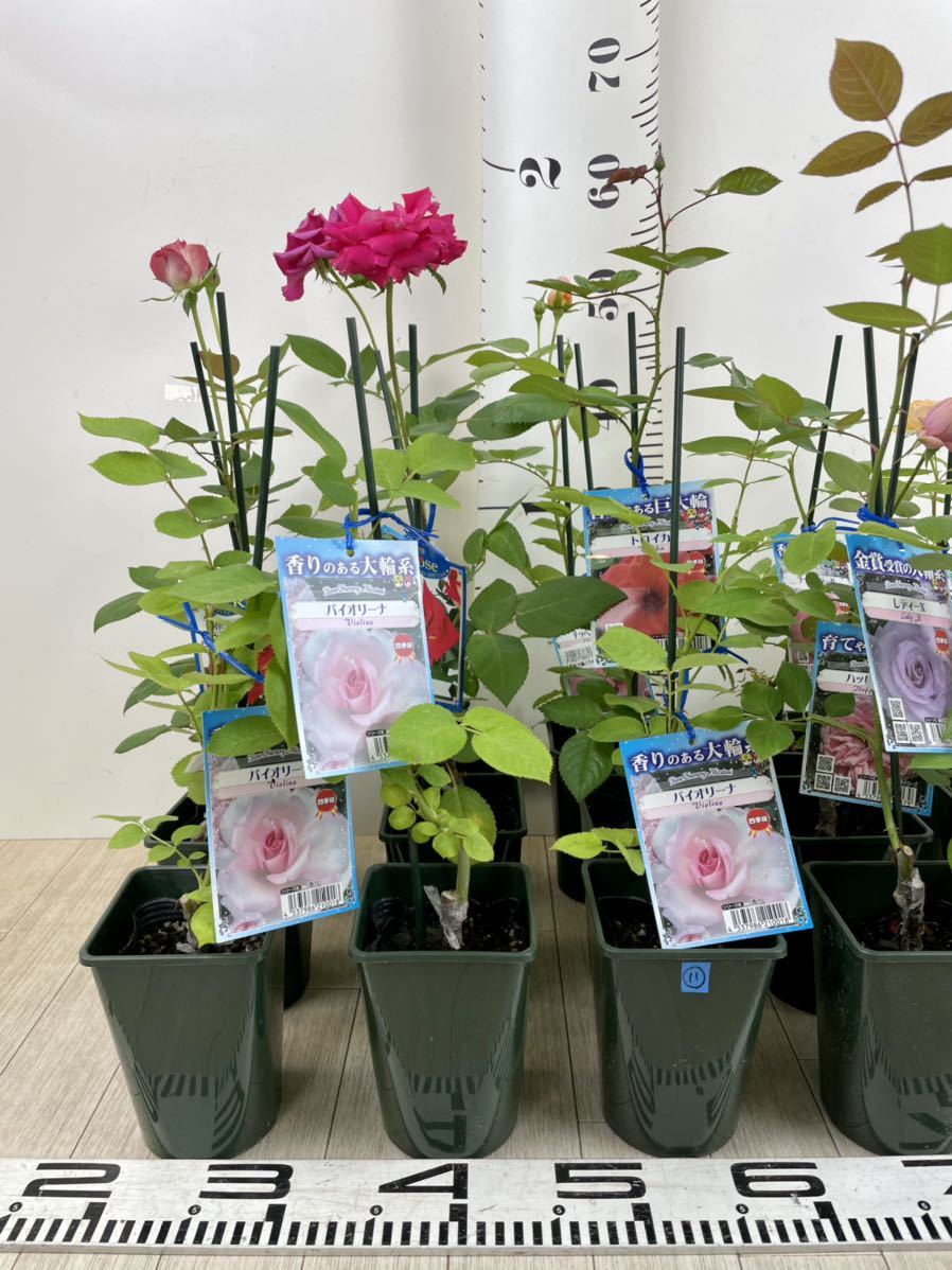 【専用】 バラ苗 接木苗 3苗セット 薔薇 苗 10.バラ苗 MIX 15株セット 3.5号 接木送料無料 3.5号 MIX