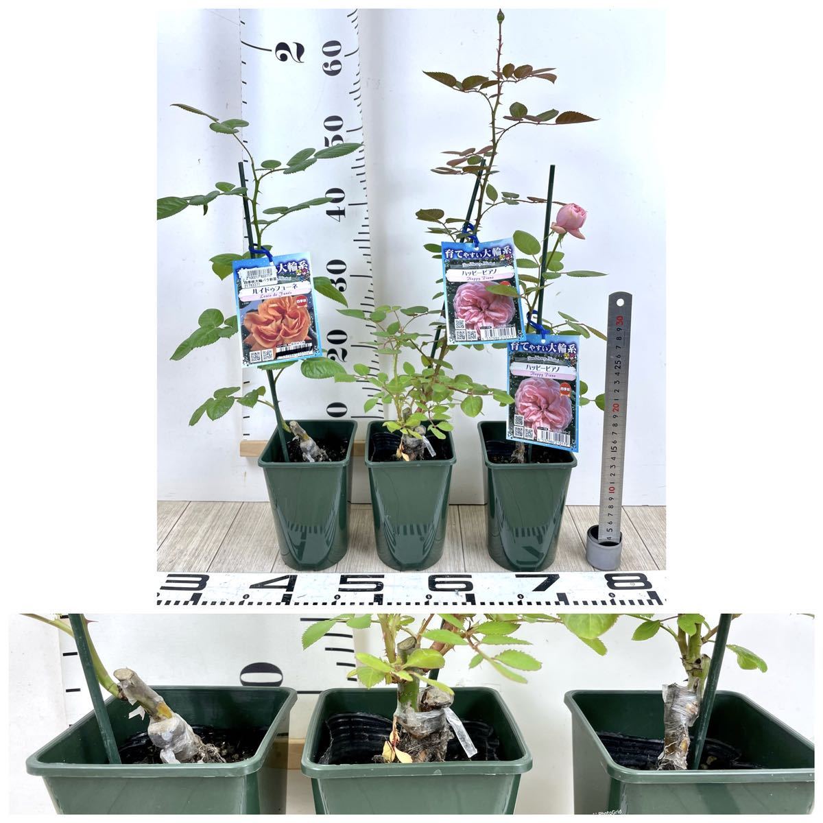 11.【バラ苗 大輪 MIX 15株セット 3.5号 接木】送料無料 3.5号 MIX