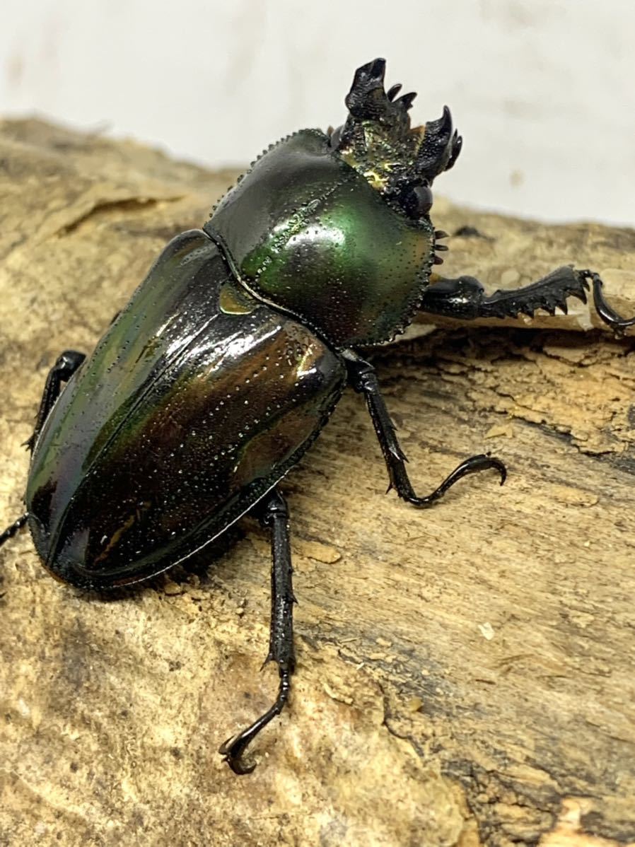 特殊グリーン 単 Srt P ニジイロクワガタ 雌単品 ニジイロクワガタ ニジイロ 成虫 光王紫 ピカール 外国産 売買されたオークション情報 Yahooの商品情報をアーカイブ公開 オークファン Aucfan Com