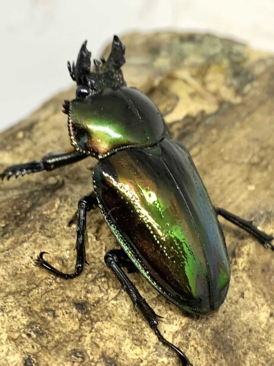 特殊グリーン 単 Srt P ニジイロクワガタ 雌単品 ニジイロクワガタ ニジイロ 成虫 光王紫 ピカール 外国産 売買されたオークション情報 Yahooの商品情報をアーカイブ公開 オークファン Aucfan Com