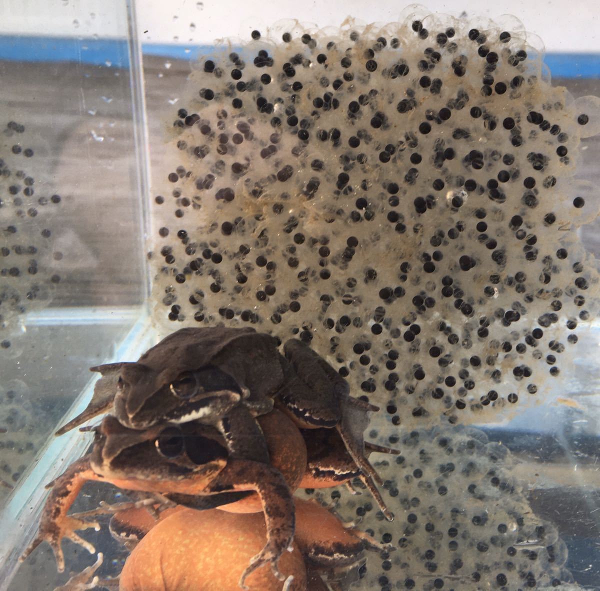 ニホンアカガエル オタマジャクシ0匹 Aオマケ餌付 千葉県産 アカガエル カエル かえる おたまじゃくし 研究 観察 水棲昆虫 肉食魚の餌 カエル 売買されたオークション情報 Yahooの商品情報をアーカイブ公開 オークファン Aucfan Com