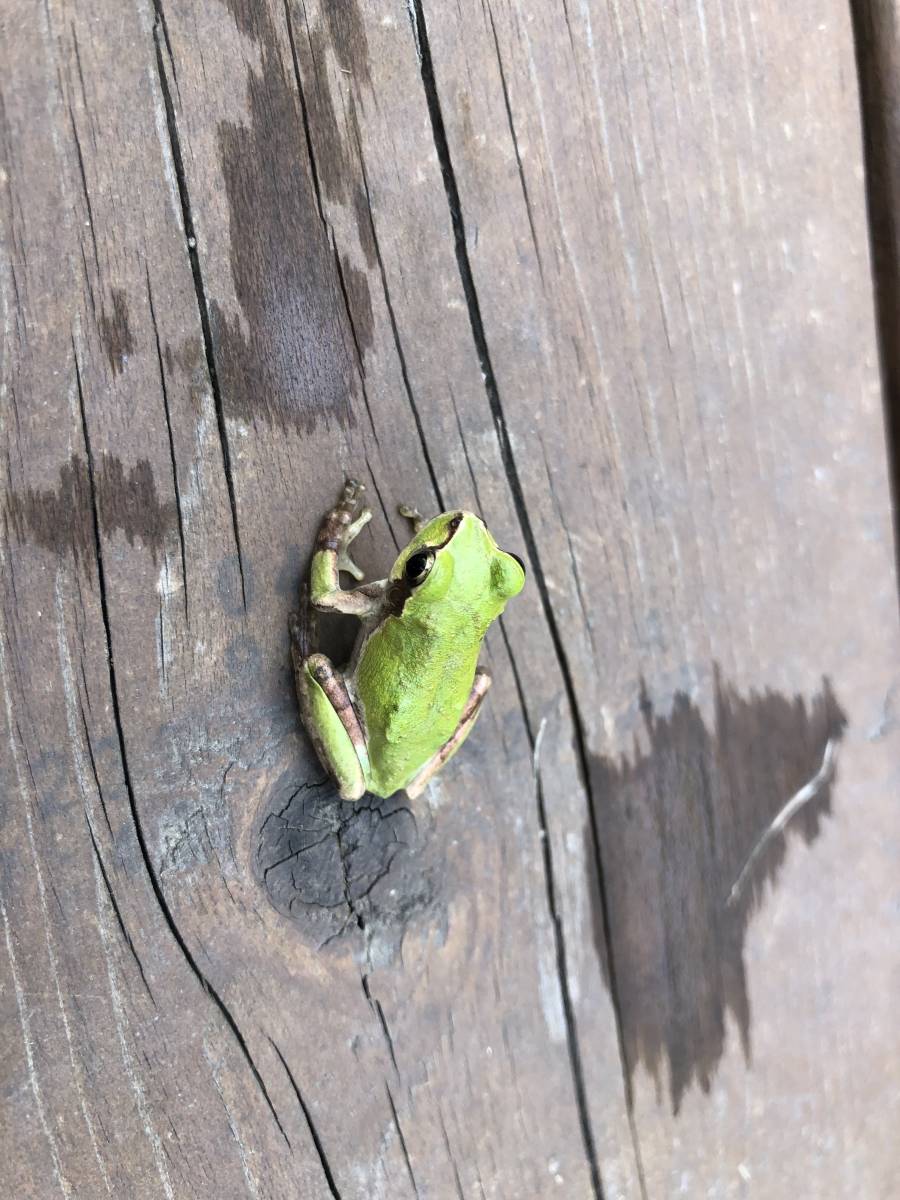 大変 かわいい頭の青いアマガエル1匹 カエル 売買されたオークション情報 Yahooの商品情報をアーカイブ公開 オークファン Aucfan Com