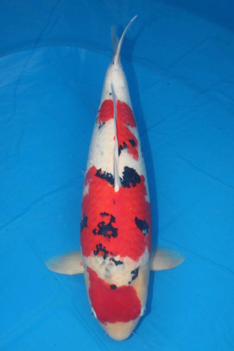 Direct鯉 室生産 明け6歳 大正三色 72cm 0512 3 錦鯉 売買されたオークション情報 Yahooの商品情報をアーカイブ公開 オークファン Aucfan Com