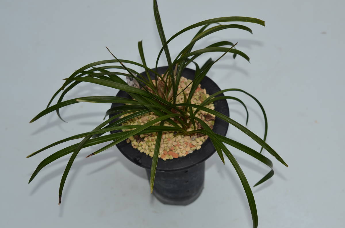 富貴蘭錦鉢 長生蘭・石斛花物用、牡丹 未使用 | EMSICS.COM