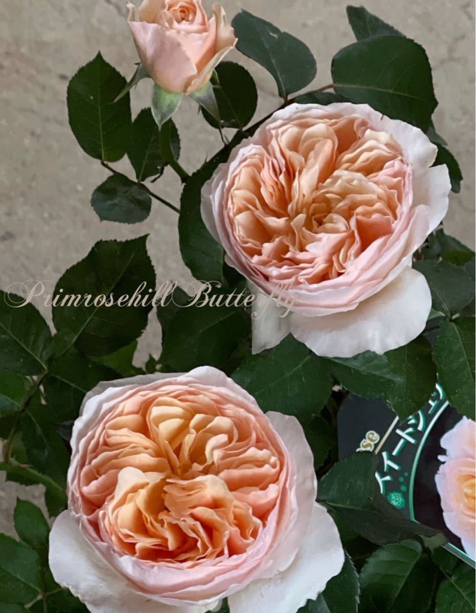 1円スタート Special Rose Collection レア Er 廃番品種 大株 Sweet Juliet スィート ジュリエット Ausleap バラ 売買されたオークション情報 Yahooの商品情報をアーカイブ公開 オークファン Aucfan Com