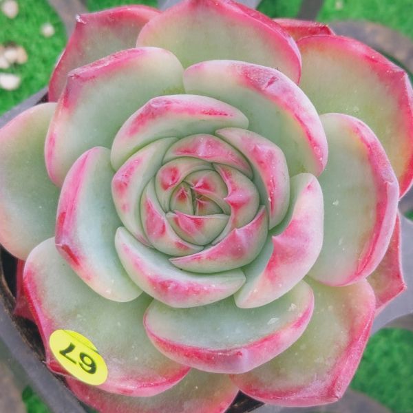 9514 Y267 カシオ 赤錦 エケベリア 多肉植物 韓国苗 宝花農園 サボテン 売買されたオークション情報 Yahooの商品情報をアーカイブ公開 オークファン Aucfan Com