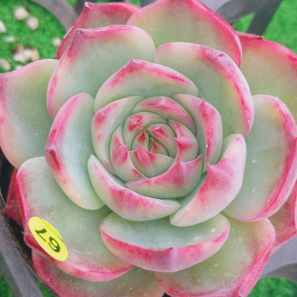 9514 Y267 カシオ 赤錦 エケベリア 多肉植物 韓国苗 宝花農園 サボテン 売買されたオークション情報 Yahooの商品情報をアーカイブ公開 オークファン Aucfan Com