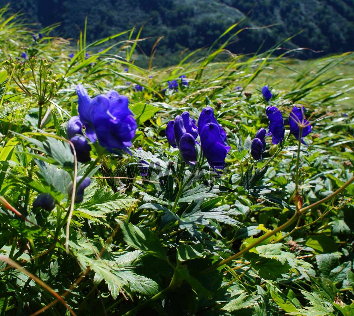 山野草 毒草 エゾノホソバトリカブト 種子 40粒 その他 売買されたオークション情報 Yahooの商品情報をアーカイブ公開 オークファン Aucfan Com