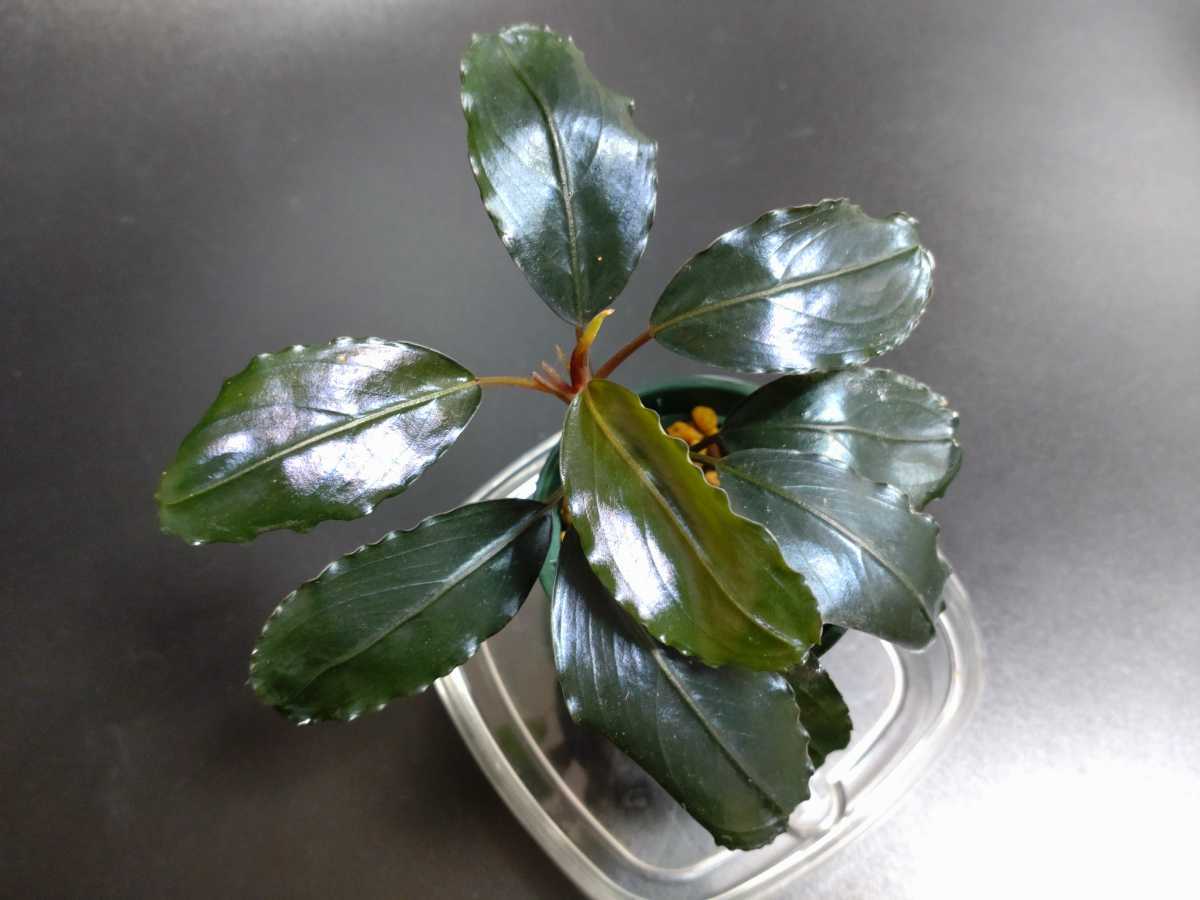 TB便】ブセファランドラ sp.ナンガマハップ Bucephalandra sp.Nanga