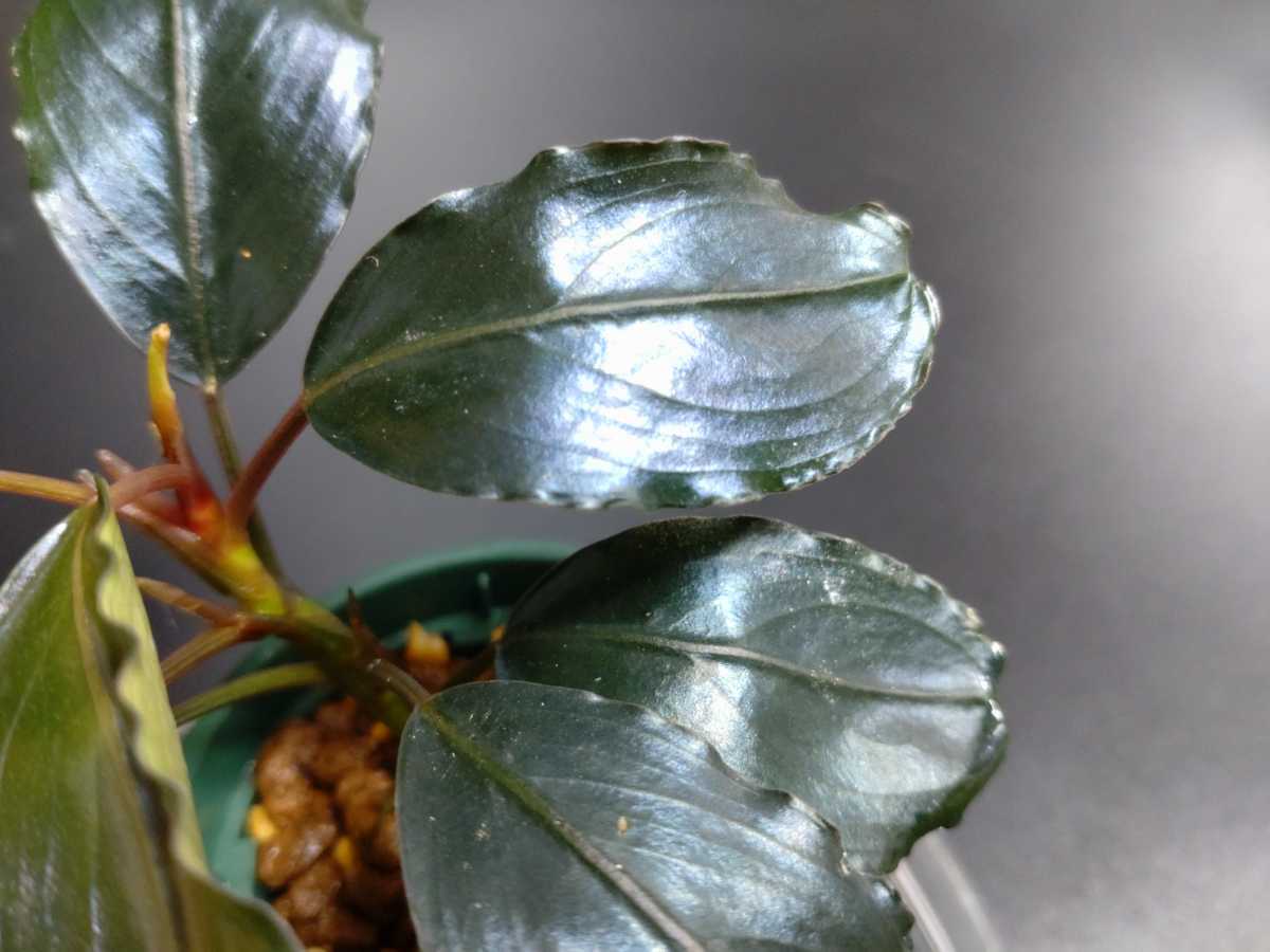 TB便】ブセファランドラ sp.ナンガマハップ Bucephalandra sp.Nanga