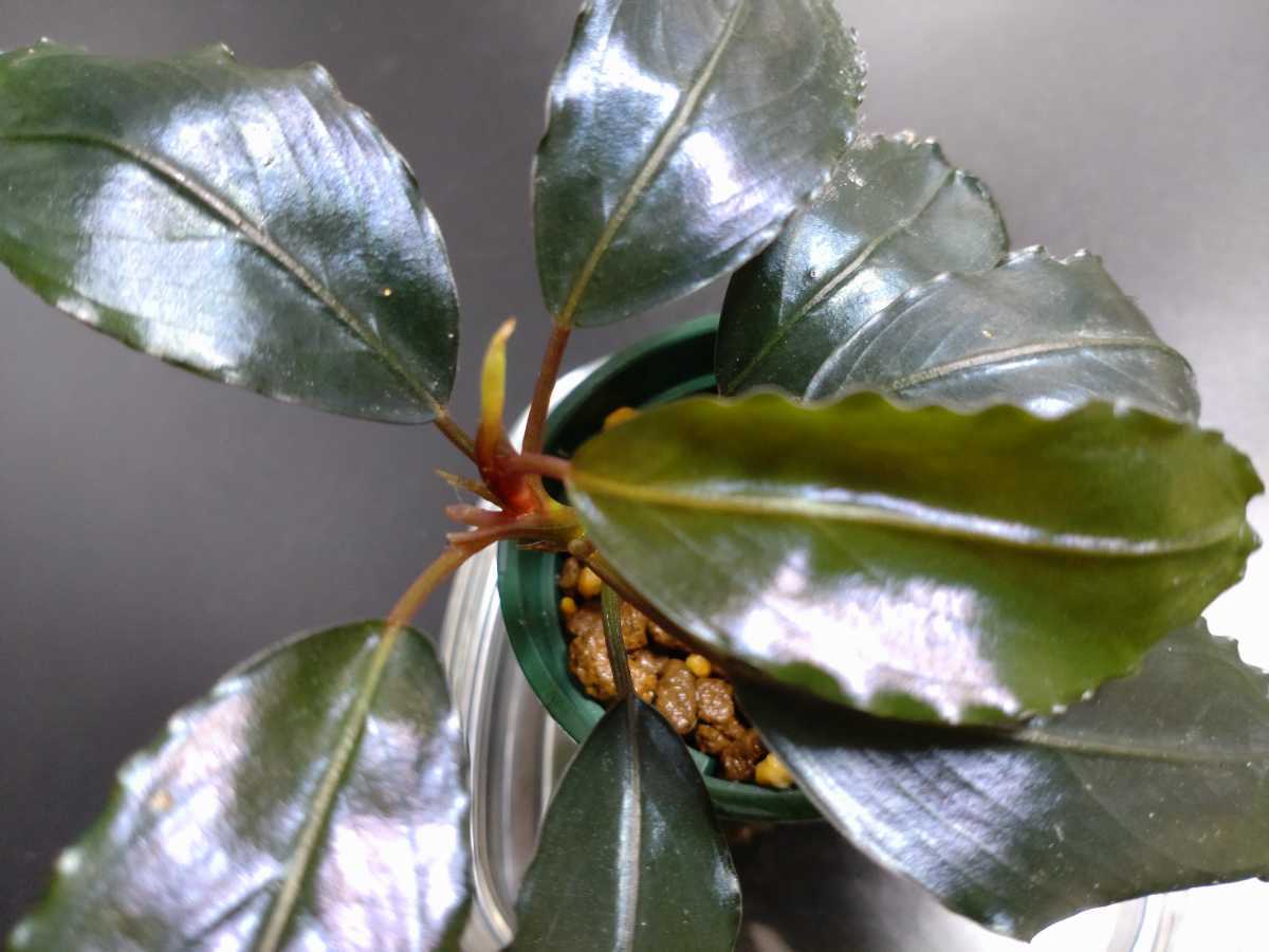 TB便】ブセファランドラ sp.ナンガマハップ Bucephalandra sp.Nanga