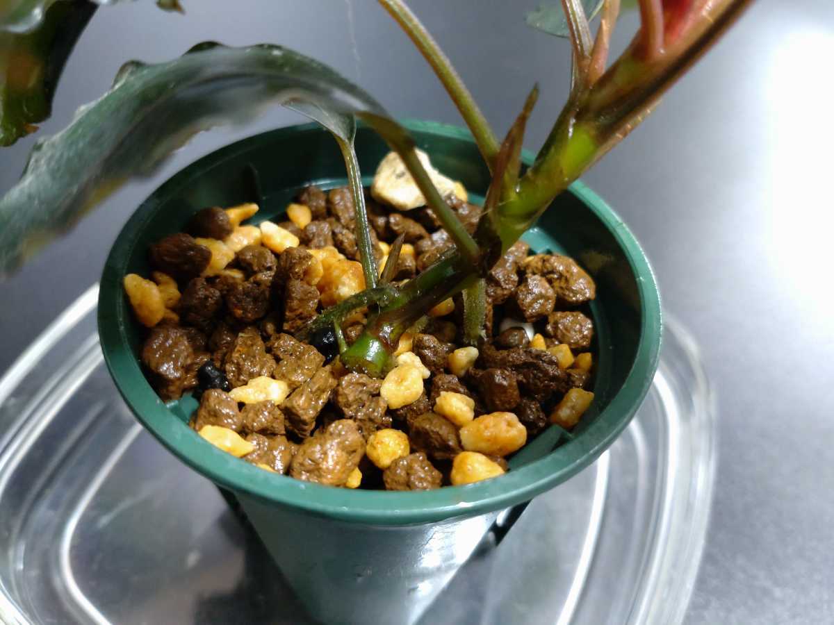 TB便】ブセファランドラ sp.ナンガマハップ Bucephalandra sp.Nanga